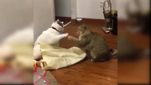 Two cat 🐈 playing and funny moments 😄