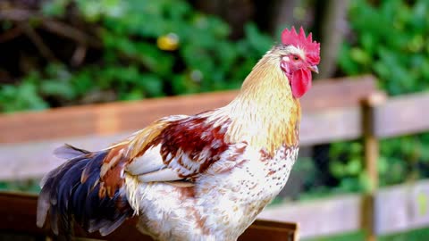 chicken breeds beautiful chicken beautiful chicken breeds