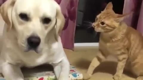 fearless cat fighting this fearful dog