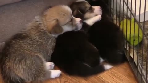 Cute baby dog fun video