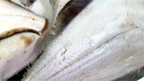 Pacific Halibut, Hippoglossus stenolepis, Палтус БГ БХ, Russian Fish