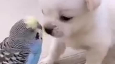 Cute puppy ❤️dog 😘 video 2021