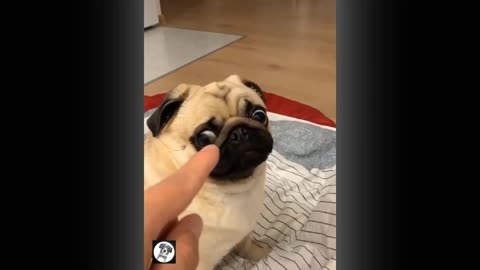 Pug Lunges For Finger