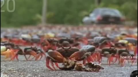 Swarming Cuban Land Crabs