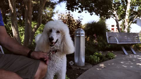 A Man and His Dog Sitting on a Bench in a Park