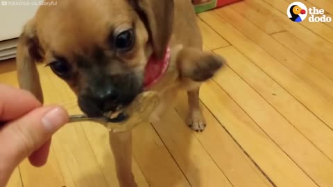 Puppy Tries Peanut Butter for the First Time | The Dodo