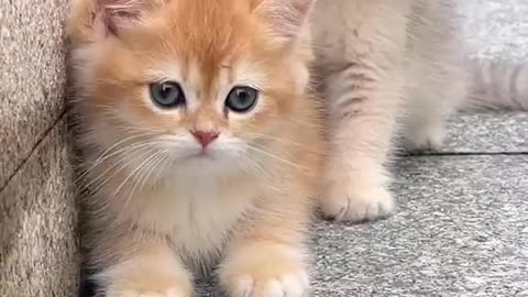 Cute cat #funny #cat #cutecat