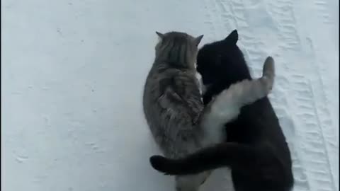 Best buddies snuggling in the snow!