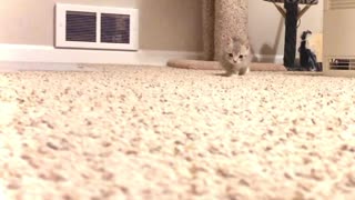 Seriously Cute Kitten Stalks Camera
