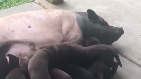 Puppies Try to Feed From Surrogate Pig