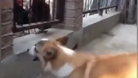 Dog and chicken fight