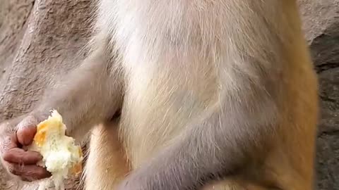 Adorable Baby Monkey You Should Skip Watching #8