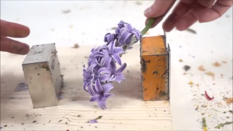 Explosion of flowers frozen with liquid nitrogen I Magnetic Games