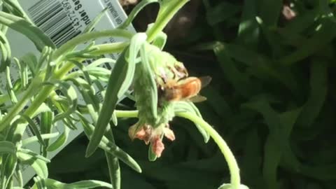 Bee Foraging