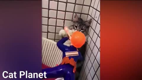 Best compilation of funny cats 2021 part.1