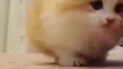 Cat funny video