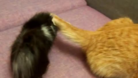 Guinea pig trying to communicate with cats