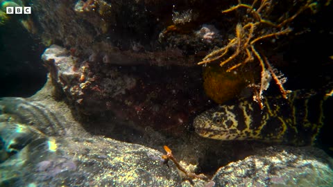 Crab vs Eel vs Octopus | 4K UHD | Blue Planet II | BBC Earth