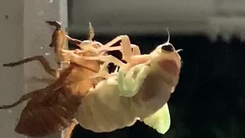 A wonderful night when cicada emerges