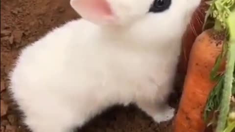 Cute Fluffy Bunny Is Eating Carrot