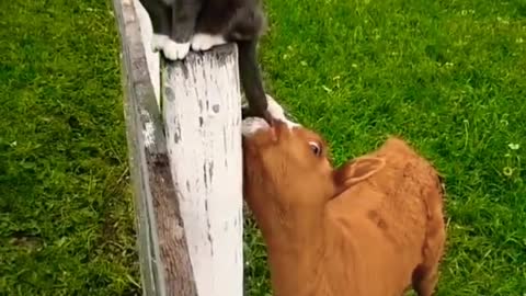 Beautiful Cat 🐈😺 and 🤣 cow 🐄🐮 Funny 🤣 Clips Scenes.