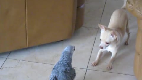 African Grays vs Chihuahua