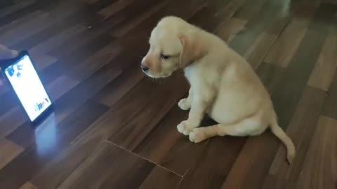 Must watch____puppy reacting to dog barking