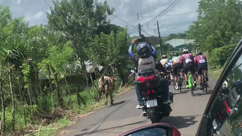 Cow Chases Group of Cyclists