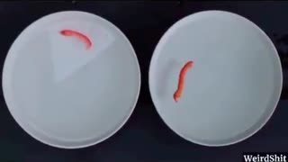 Watch GMO tomato & wheat SWIM in salt water Fish Gene Effect