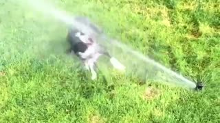 Small black dog trying to attack sprinkler on grass