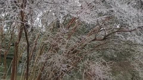 Frozen ❄️ Tree
