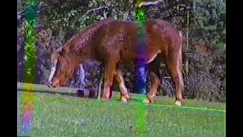 Playful Horse Loves Taking Showers In The Sprinklers