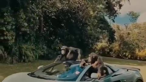 Orangutan who can drive