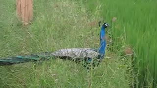 Beautiful Peacock Flying