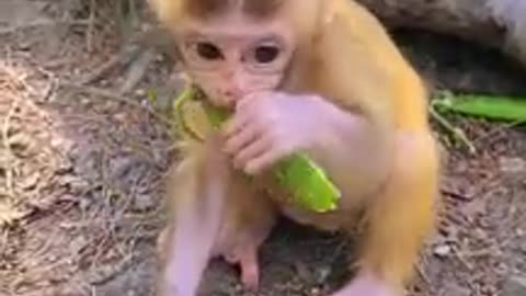 Some monkey funny clips Try don't laugh
