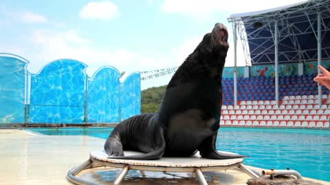 Seals in zoo are disobedient, trainer is educating