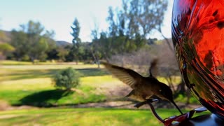 Hummingbird feeder bird nectar