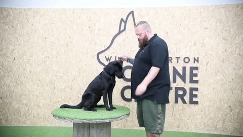 Dog Training Mistakes In 'Teenage Phase