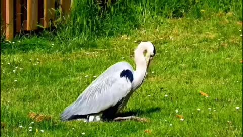 Colorful birds | WILD Animals Videos | Super funny behaviors