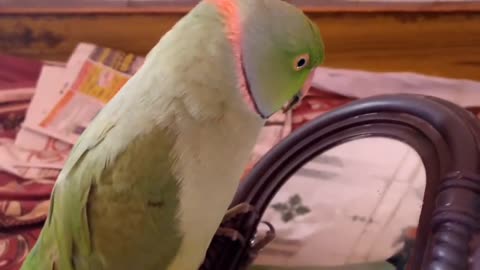 Parrot talks everything