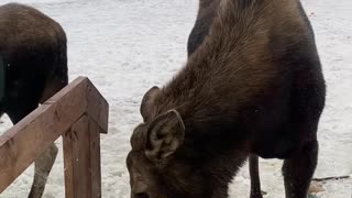 Curious Moose Investigate Dogs Through Glass Door