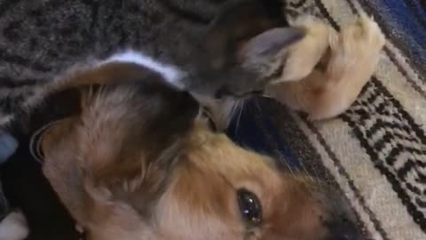 Grey cat licks brown dog