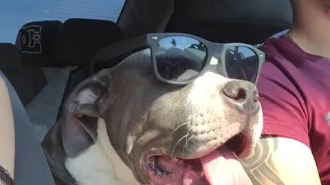 Funny Dog With Glasses on trip