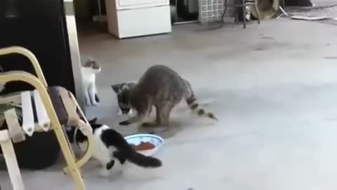 raccoon steals cats food in the garage