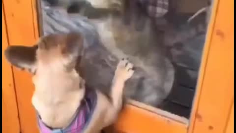 Cat Fight with Different Animals - Watch THE punches