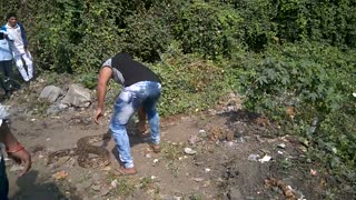 Indian Python caught on Godbunder Road, Maharashtra