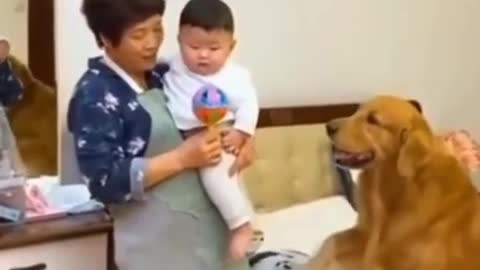 Dog's Caring For Their Little Baby || #Dogs