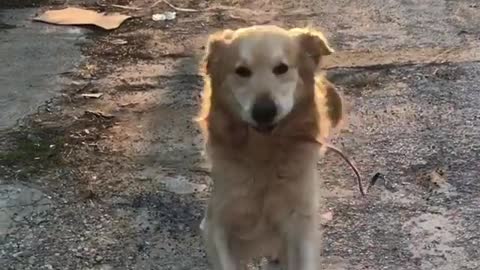 Adorable Golden Retriever decides to walk himself