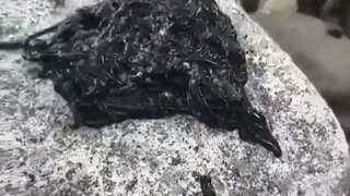 This black mysterious substance is called "Black Goo"