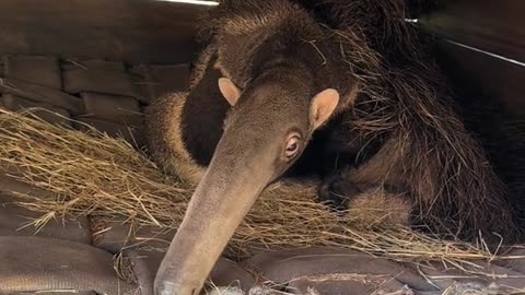 Have you ever seen? ( Or heard ) giant anteater 🥺🥺😱